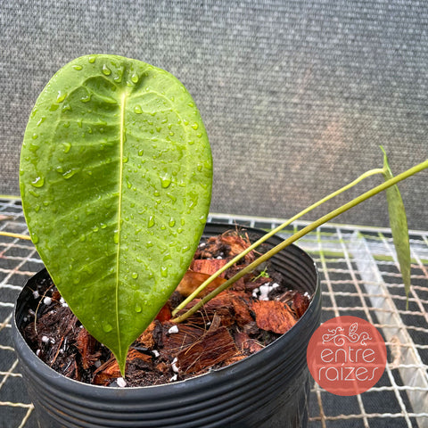 Anthurium peltigerum
