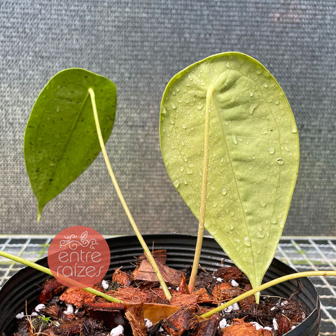 Anthurium peltigerum
