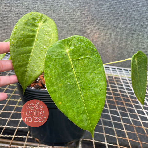 Anthurium peltigerum