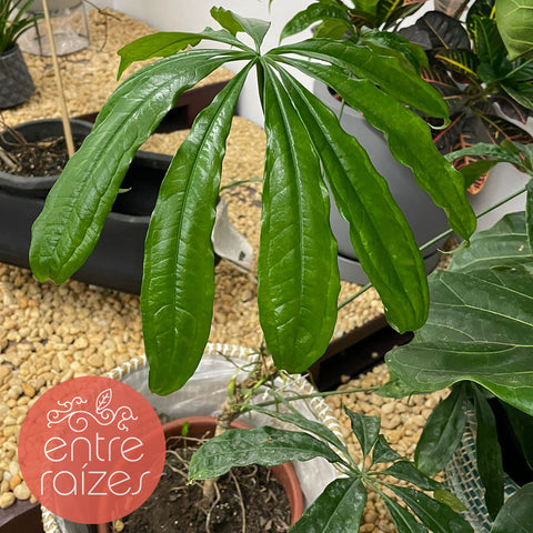 anthurium penthaphyllum