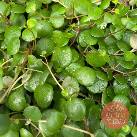 Peperomia pepperspot