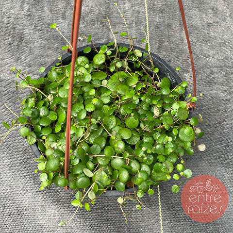 Peperomia pepperspot