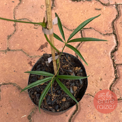 Anthurium sp.