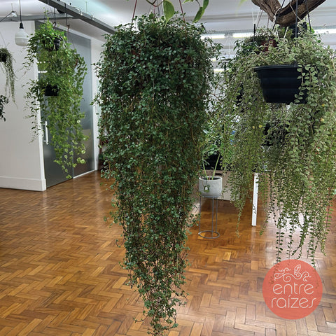 Pilea Glaucophylla Greyzy