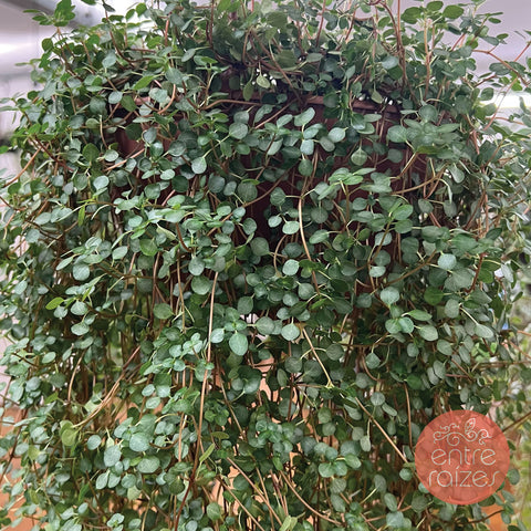 Pilea Glaucophylla Greyzy