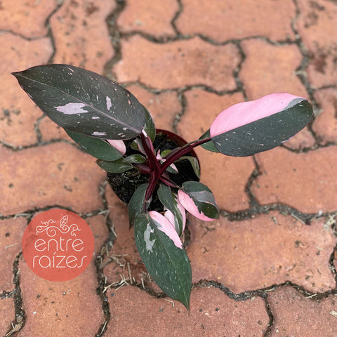 Philodendron 'Pink Princess'