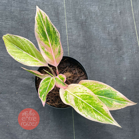 aglaonema pink aurora