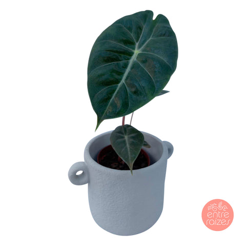 Alocasia Baginda 'pink dragon' + cachepot rústico