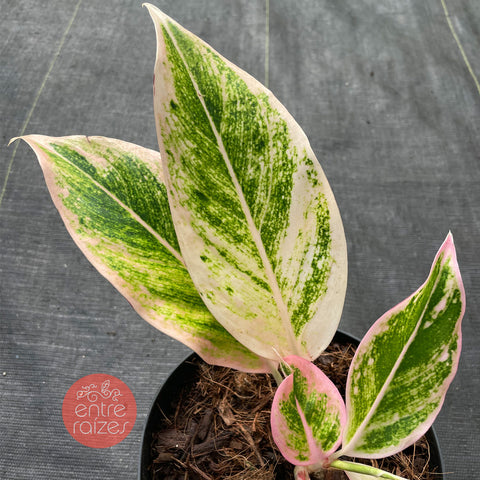 Aglaonema 'Pink Aurora'