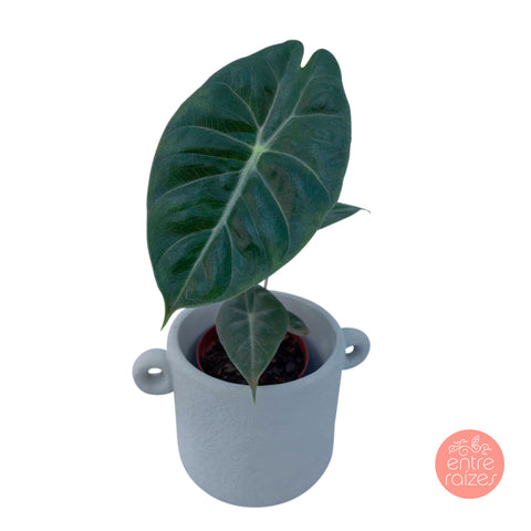 Alocasia Baginda 'pink dragon' + cachepot rústico