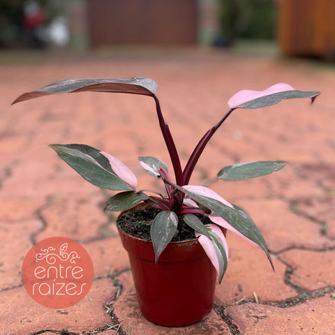 Philodendron 'Pink Princess'