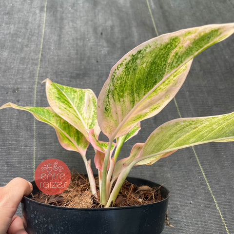 Aglaonema 'Pink Aurora'