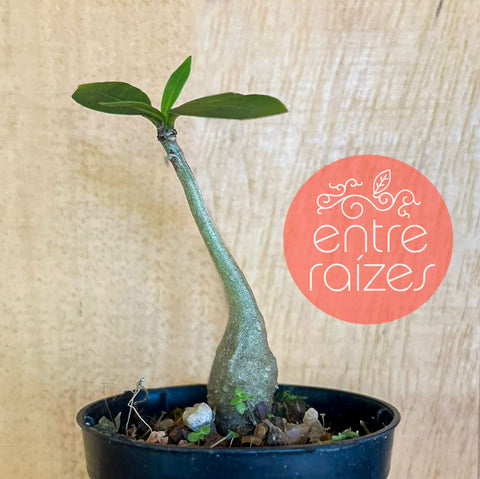 Planta Formiga
