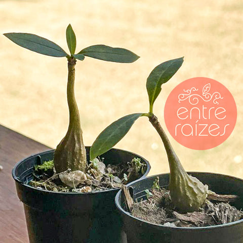Planta formiga