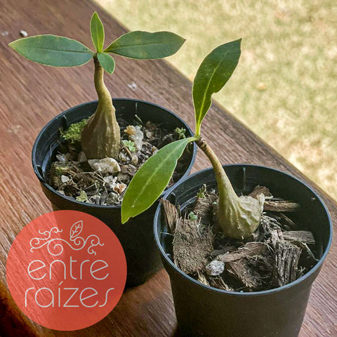 Planta formiga