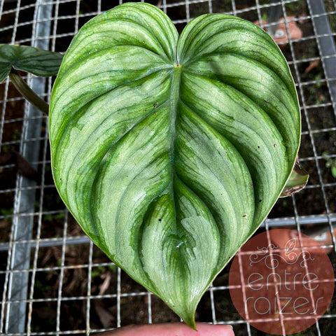Philodendron plowmanii