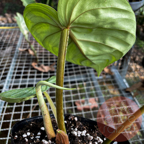 Philodendron plowmanii