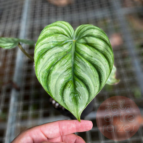 Philodendron plowmanii