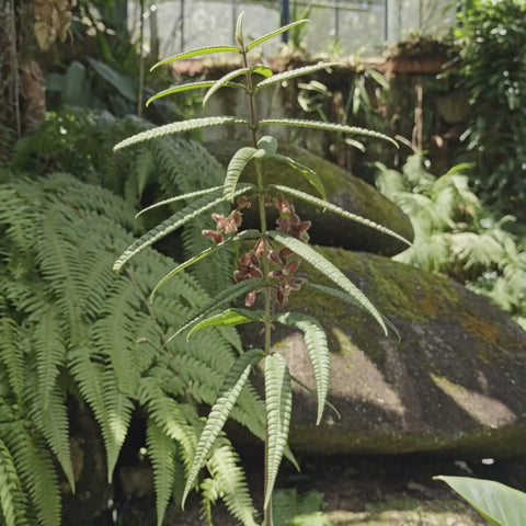Guamirim-de-folhas-buladas em jardim sombreado (vídeo ilustrativo gerado por IA)