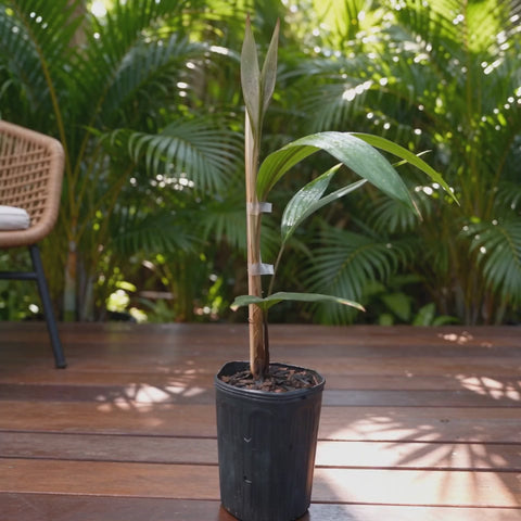 Muda de sálaca 'Mawar' em varanda tropical (vídeo ilustrativo gerado por IA)
