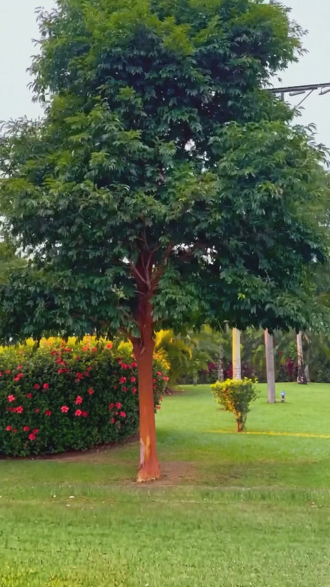 Araçá-piranga adulto em jardim tropical (cenário alterado por IA)