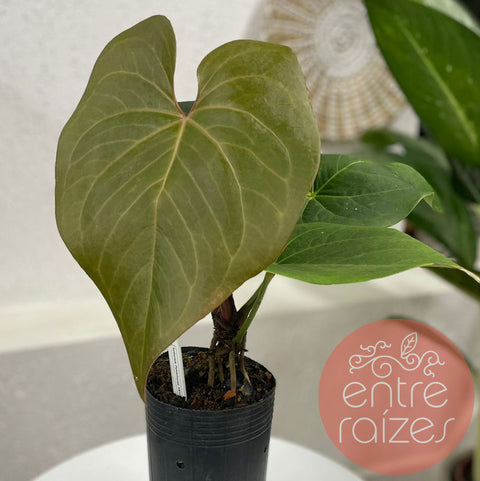 Anthurium pulcachense