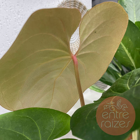 Anthurium pulcachense