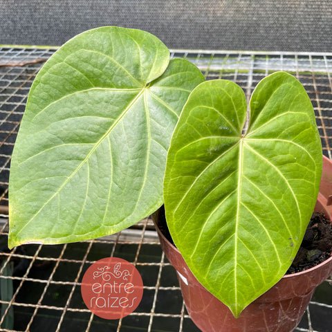 Anthurium Pulcachense x Anthurium Magnificum