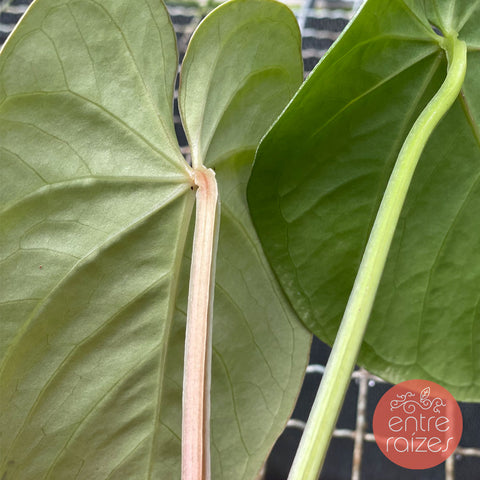 Anthurium Pulcachense x Anthurium Magnificum