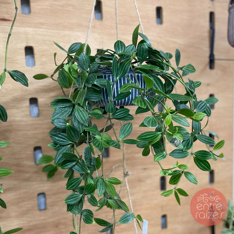 Peperômia puteolata + cachepot pendente