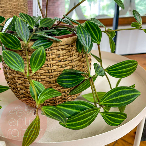 Peperomia puteolata + cachepot cesta em cimento