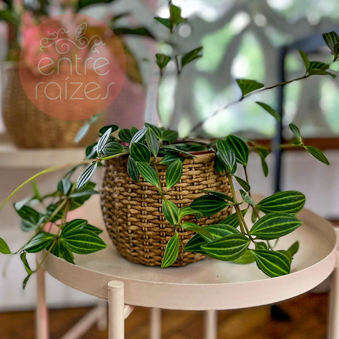 Peperomia puteolata + cachepot cesta em cimento