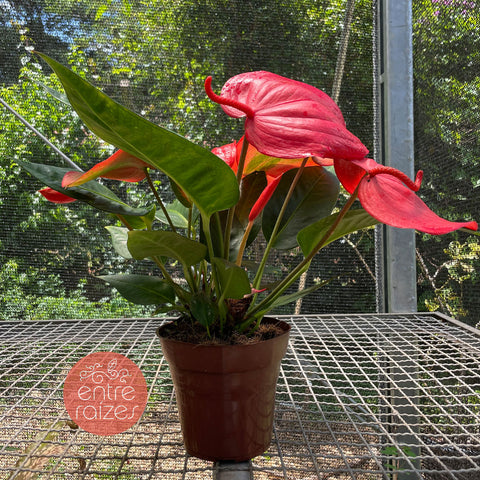 Anthurium scherzerianum (rabinho-de-porco)