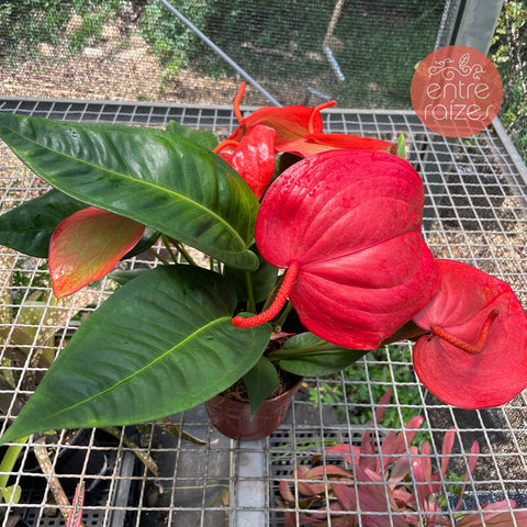 Anthurium scherzerianum (rabinho-de-porco)