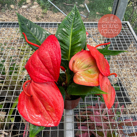 Anthurium scherzerianum (rabinho-de-porco)