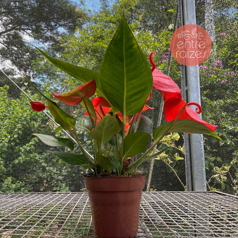 Anthurium scherzerianum (rabinho-de-porco)