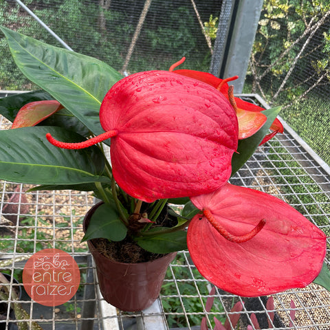 Anthurium scherzerianum (rabinho-de-porco)