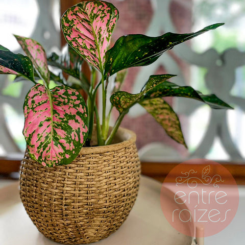 Aglaonema red + cachepot cesta em cimento