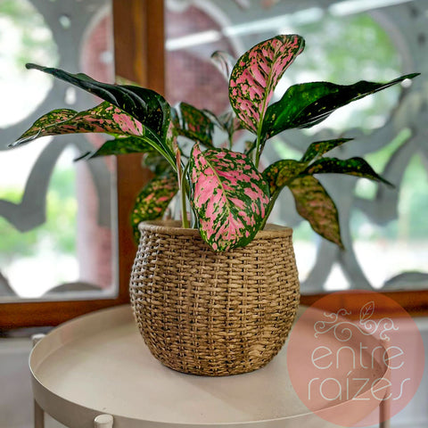 Aglaonema red + cachepot cesta em cimento