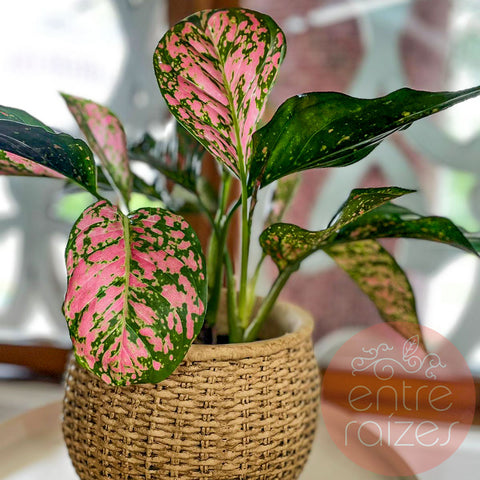 Aglaonema red + cachepot cesta em cimento