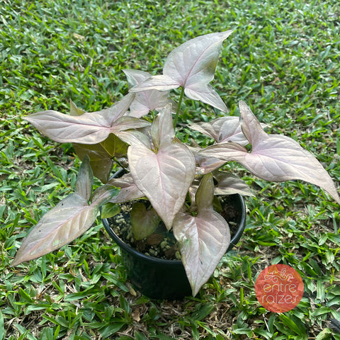 Singônio 'Red Queen'