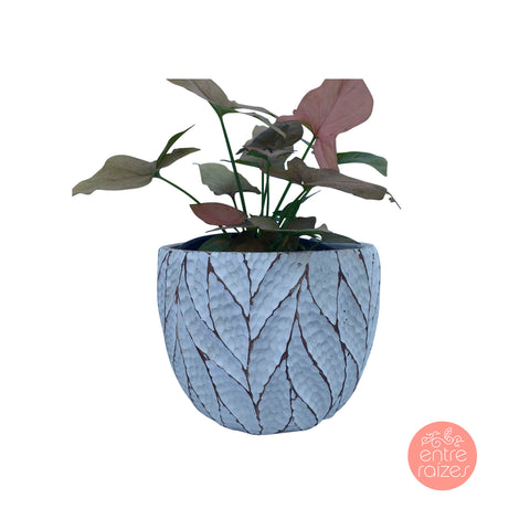 Singônio red queen + cachepot folhas
