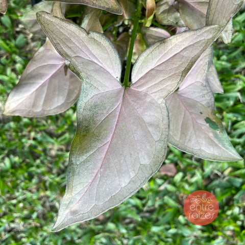 Singônio 'Red Queen'