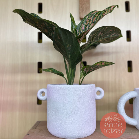 aglaonema red