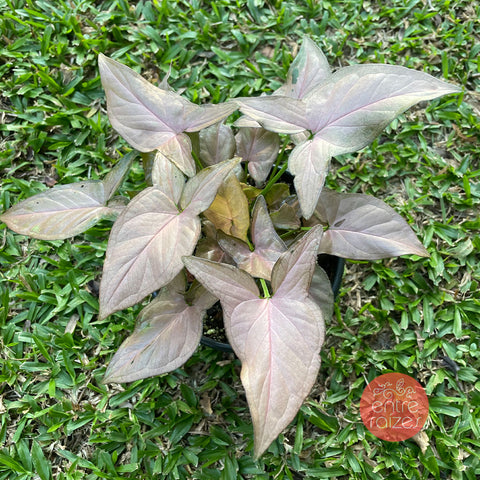 Singônio 'Red Queen'