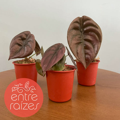 Alocasia cuprea 'Red Secret'