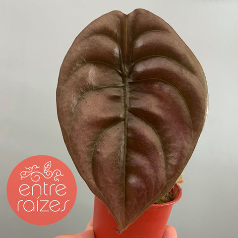Alocasia cuprea 'Red Secret'