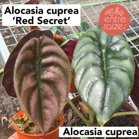 Alocasia cuprea 'Red Secret'