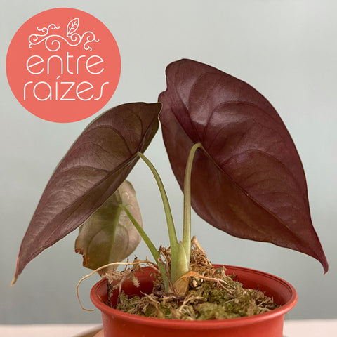 Alocasia cuprea 'Red Secret'