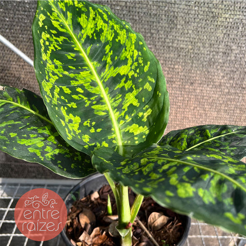 Dieffenbachia Reflector